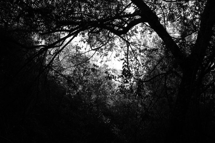 bosque